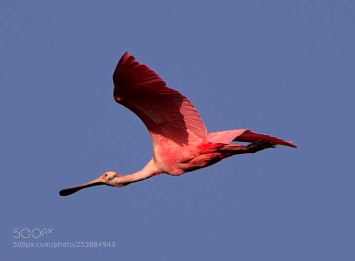 Canon EOS-1D X Mark II sample photo. 04-16-18-0013079.jpg photography