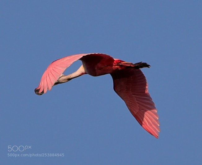 Canon EOS-1D X Mark II sample photo. 04-16-18-0013077.jpg photography