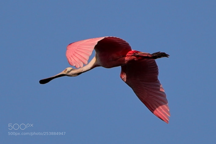 Canon EOS-1D X Mark II sample photo. 04-16-18-0013078.jpg photography