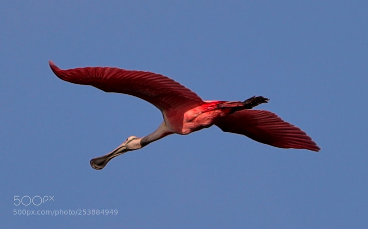 Canon EOS-1D X Mark II sample photo. 04-16-18-0013076.jpg photography