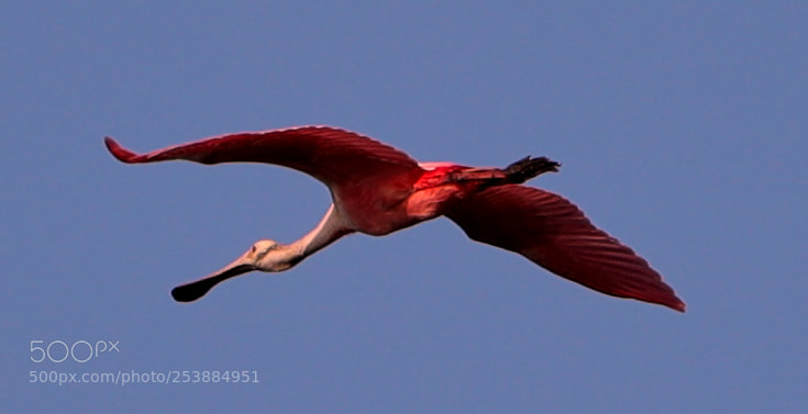 Canon EOS-1D X Mark II sample photo. 04-16-18-0013075.jpg photography