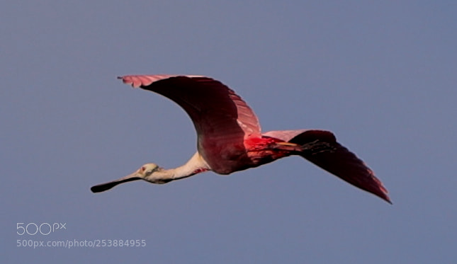 Canon EOS-1D X Mark II sample photo. 04-16-18-0013074.jpg photography