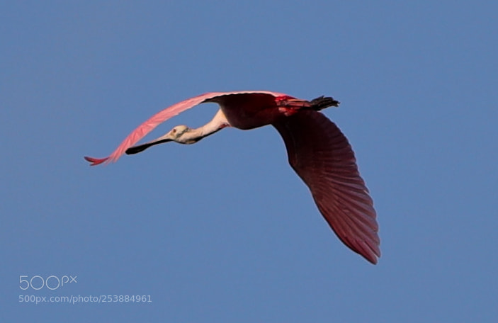 Canon EOS-1D X Mark II sample photo. 04-16-18-0013072.jpg photography