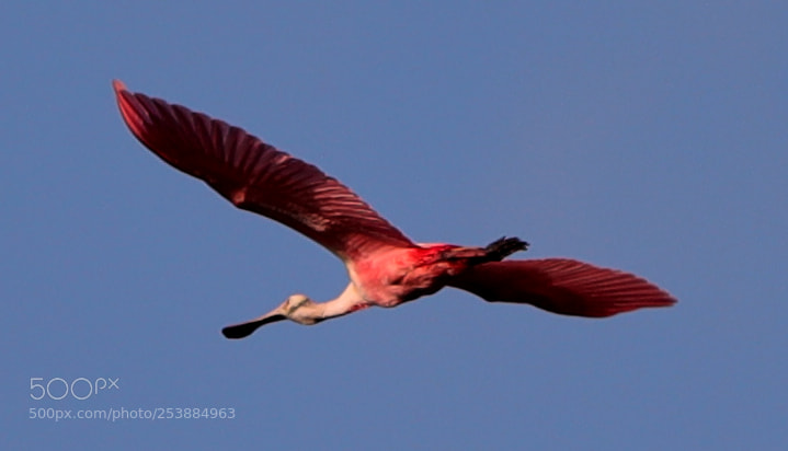 Canon EOS-1D X Mark II sample photo. 04-16-18-0013071.jpg photography