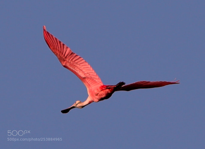 Canon EOS-1D X Mark II sample photo. 04-16-18-0013070.jpg photography