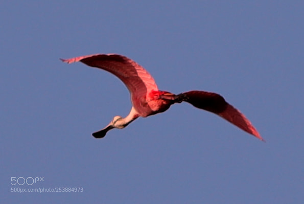 Canon EOS-1D X Mark II sample photo. 04-16-18-0013069.jpg photography