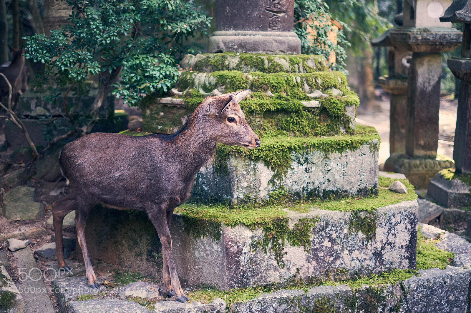Fujifilm X-E2S sample photo. Tiny deer in nara photography