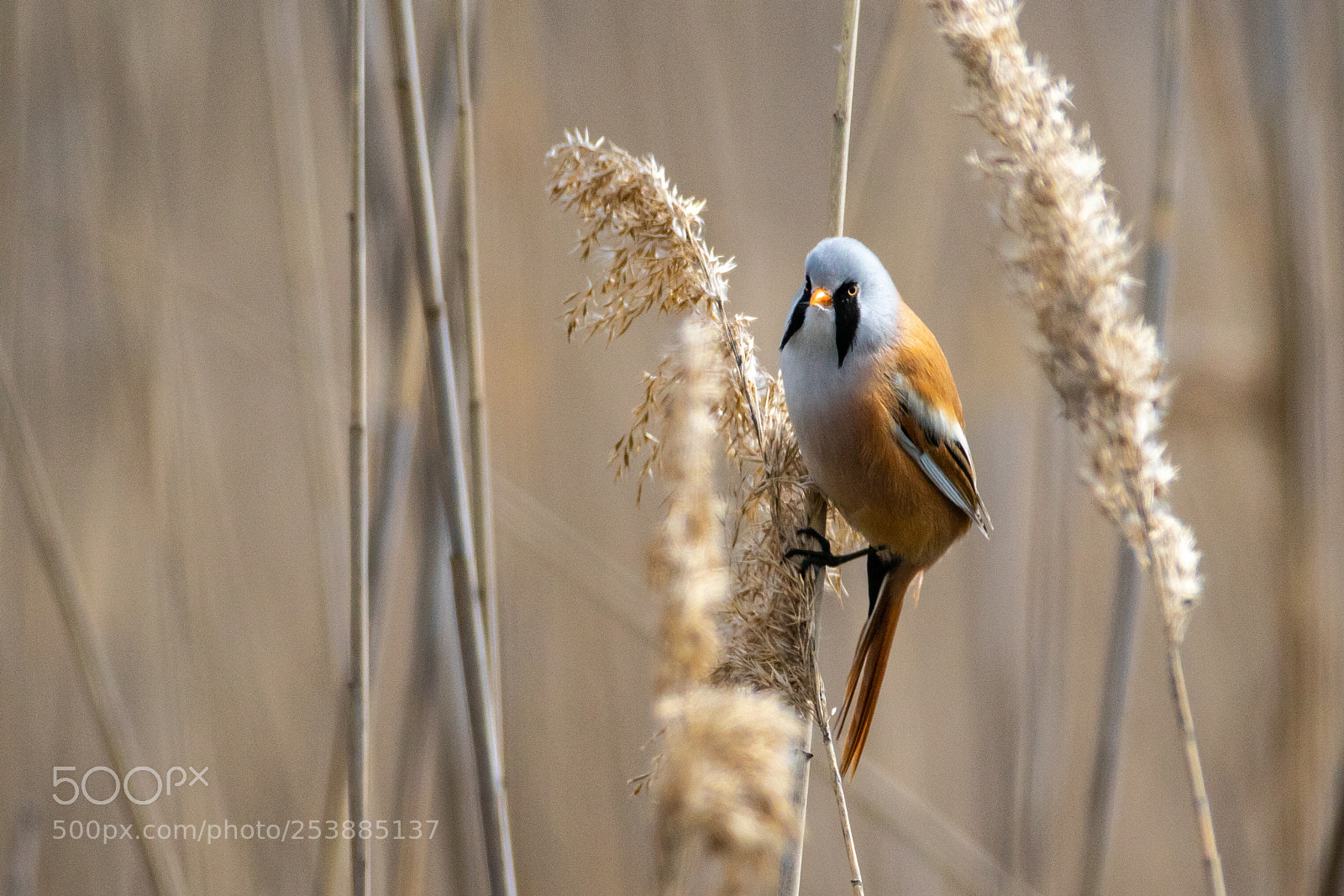 Canon EOS 7D Mark II sample photo. Bearded reedling - panurus photography