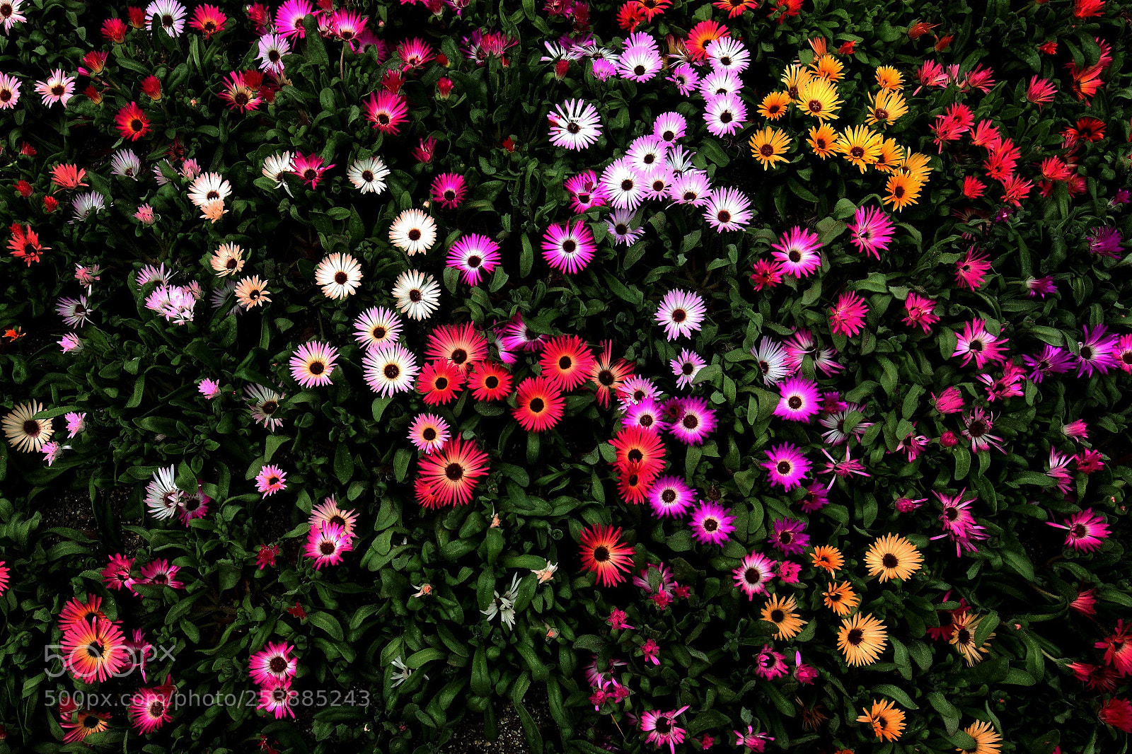 Canon EOS 70D sample photo. Colorful carpet photography