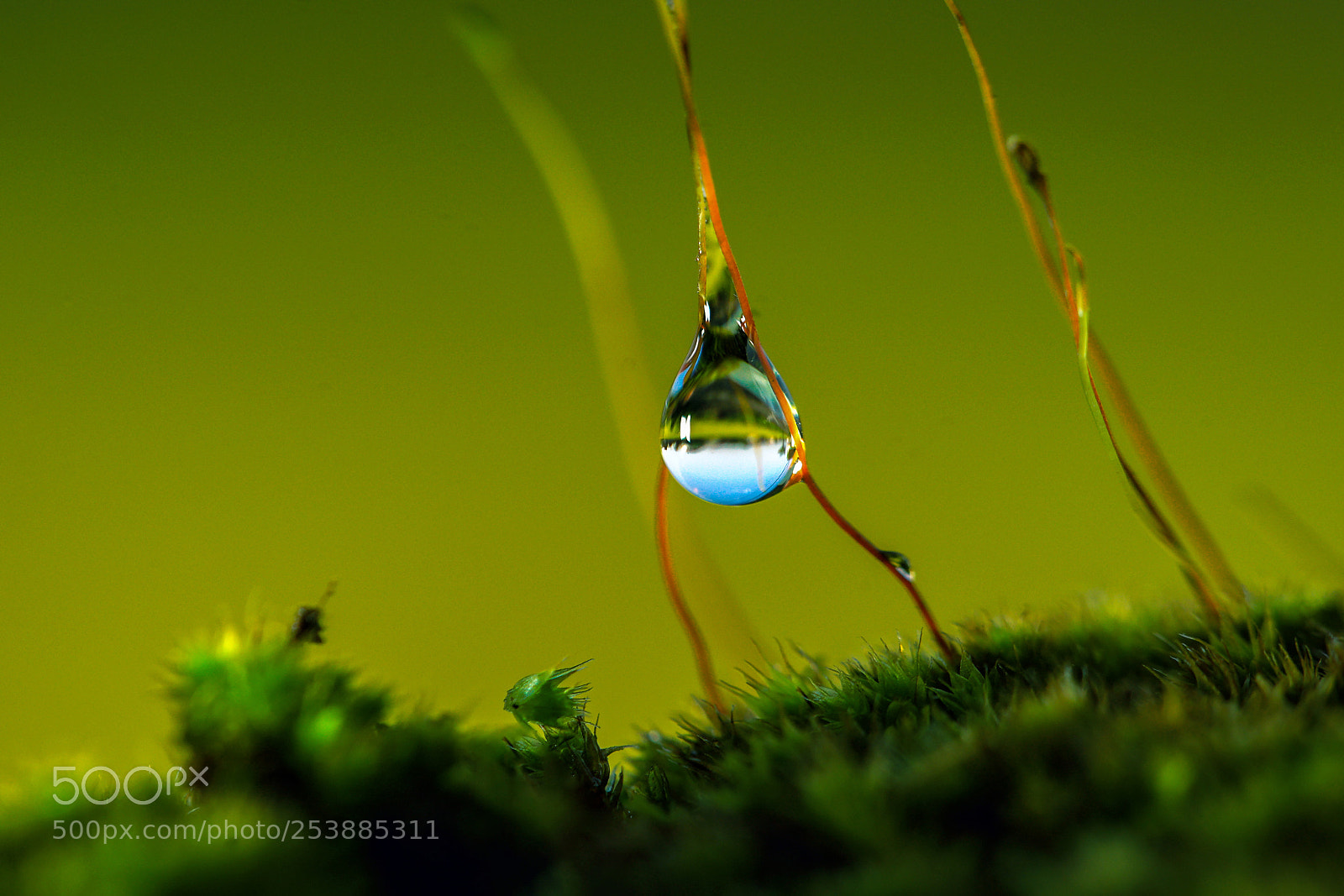 Sony a7 II sample photo. Sky in dew photography