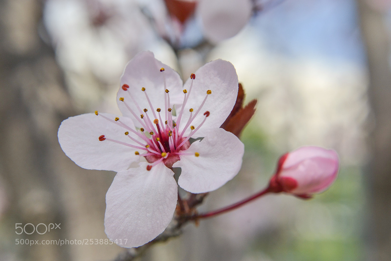 Nikon D3100 sample photo. Spring blossom photography