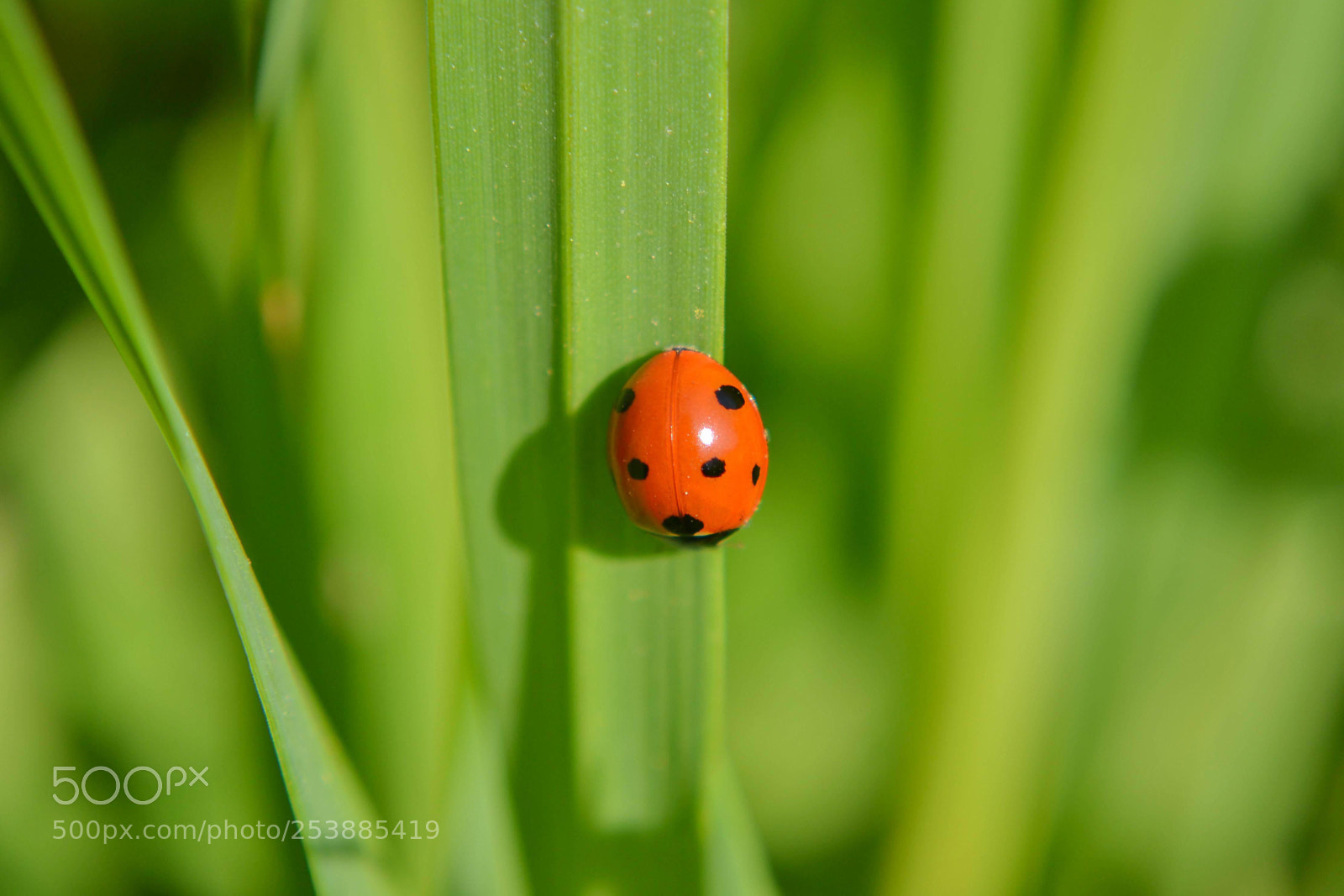 Nikon D3100 sample photo. Ladybug photography