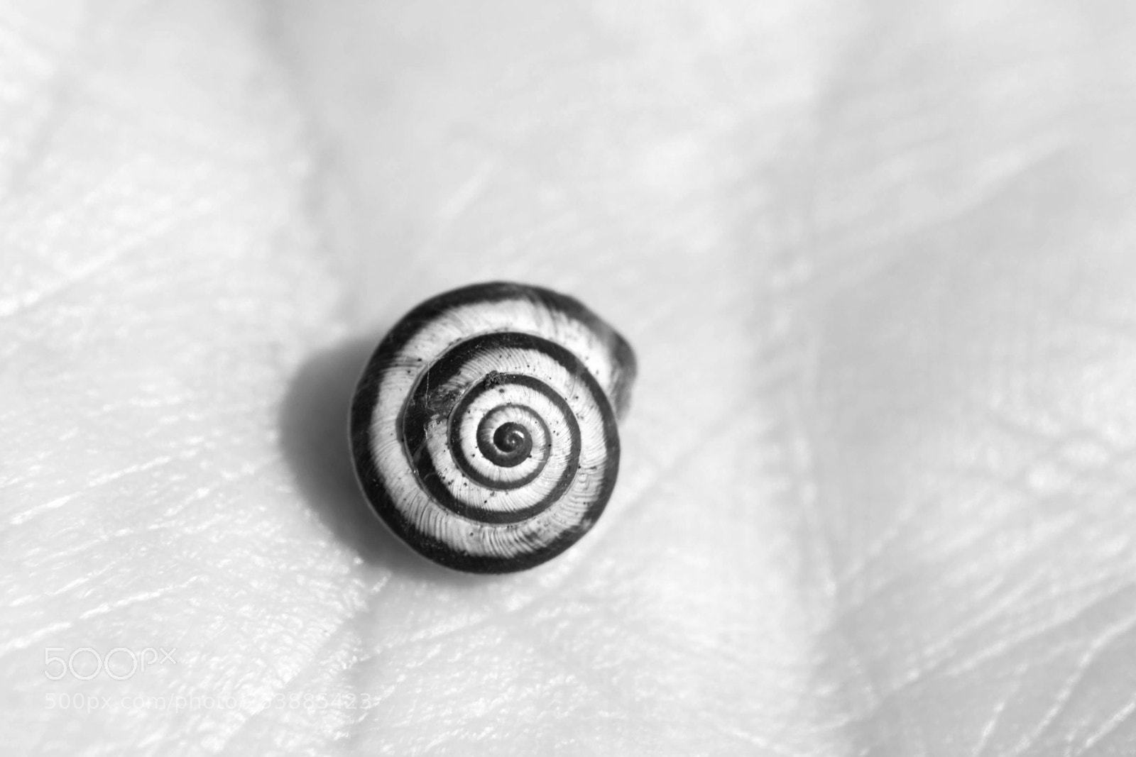 Nikon D3100 sample photo. B/w spiral photography