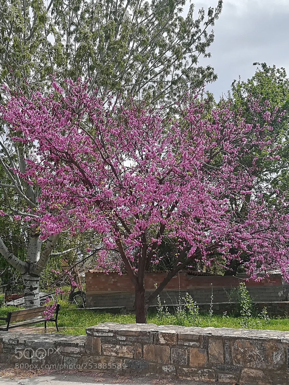 HUAWEI P10 lite sample photo. Pink everywhere... photography