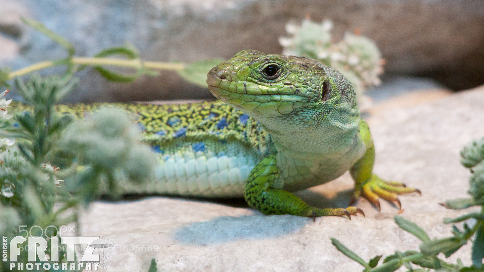 Canon EOS 50D sample photo. Perleidechse im alpenzoo photography