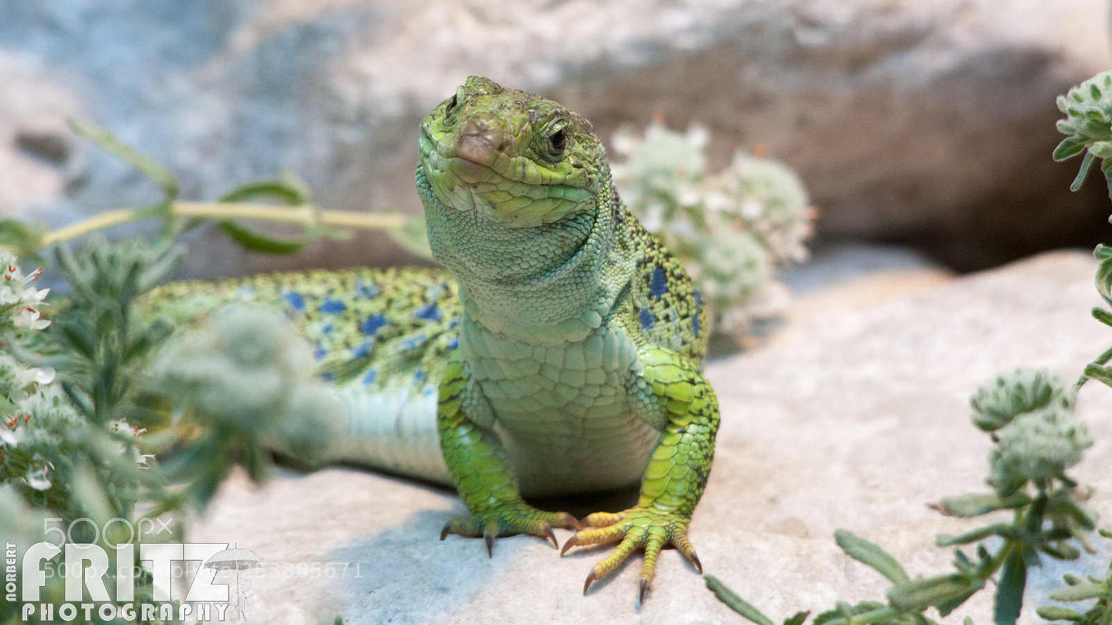 Canon EOS 50D sample photo. Perleidechse im alpenzoo photography
