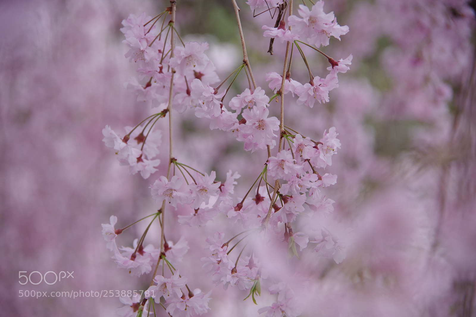 Pentax K-70 sample photo. Untitled photography