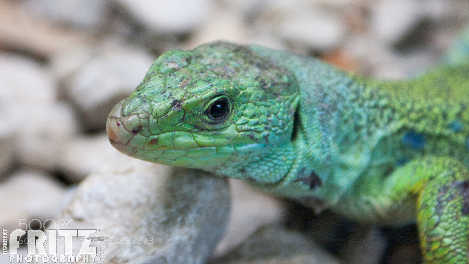 Canon EOS 40D sample photo. Perleidechse im alpenzoo photography