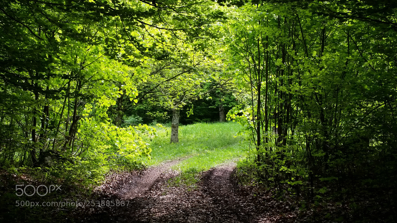 Samsung Galaxy S5 sample photo. Coeur de nature photography