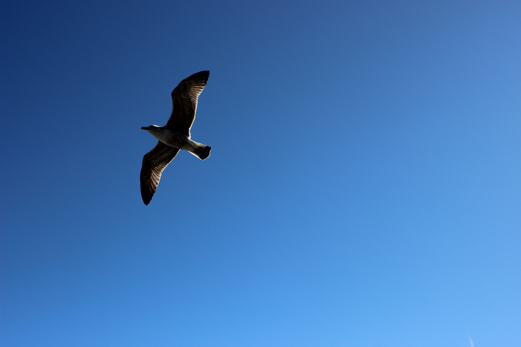 Canon EF-S 24mm F2.8 STM sample photo. Take flight photography