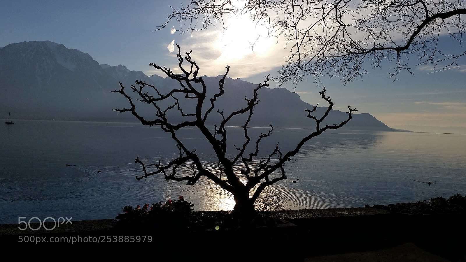 Samsung Galaxy S5 sample photo. L'arbre dentelle photography
