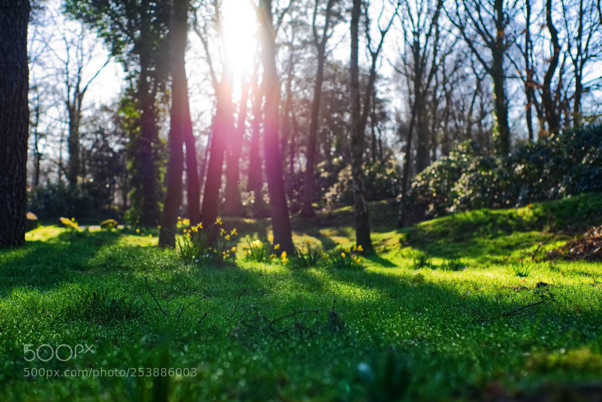 Sony a7 II sample photo. 41 /365  photography