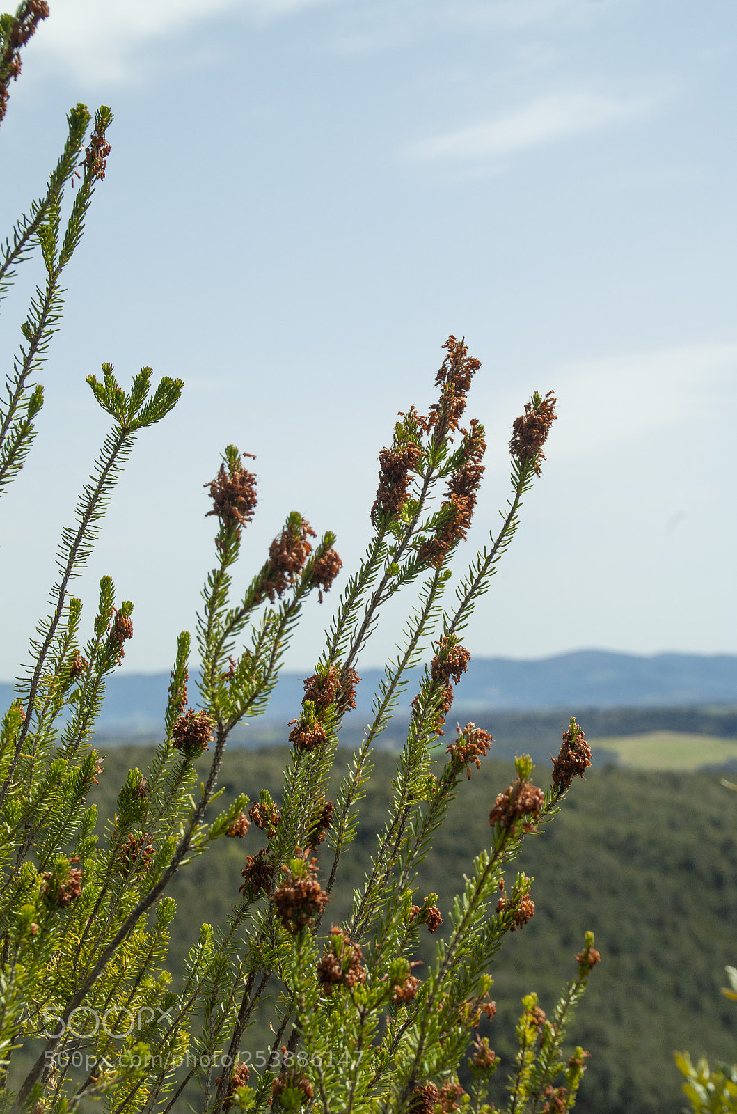 Pentax K-30 sample photo. Germogli photography