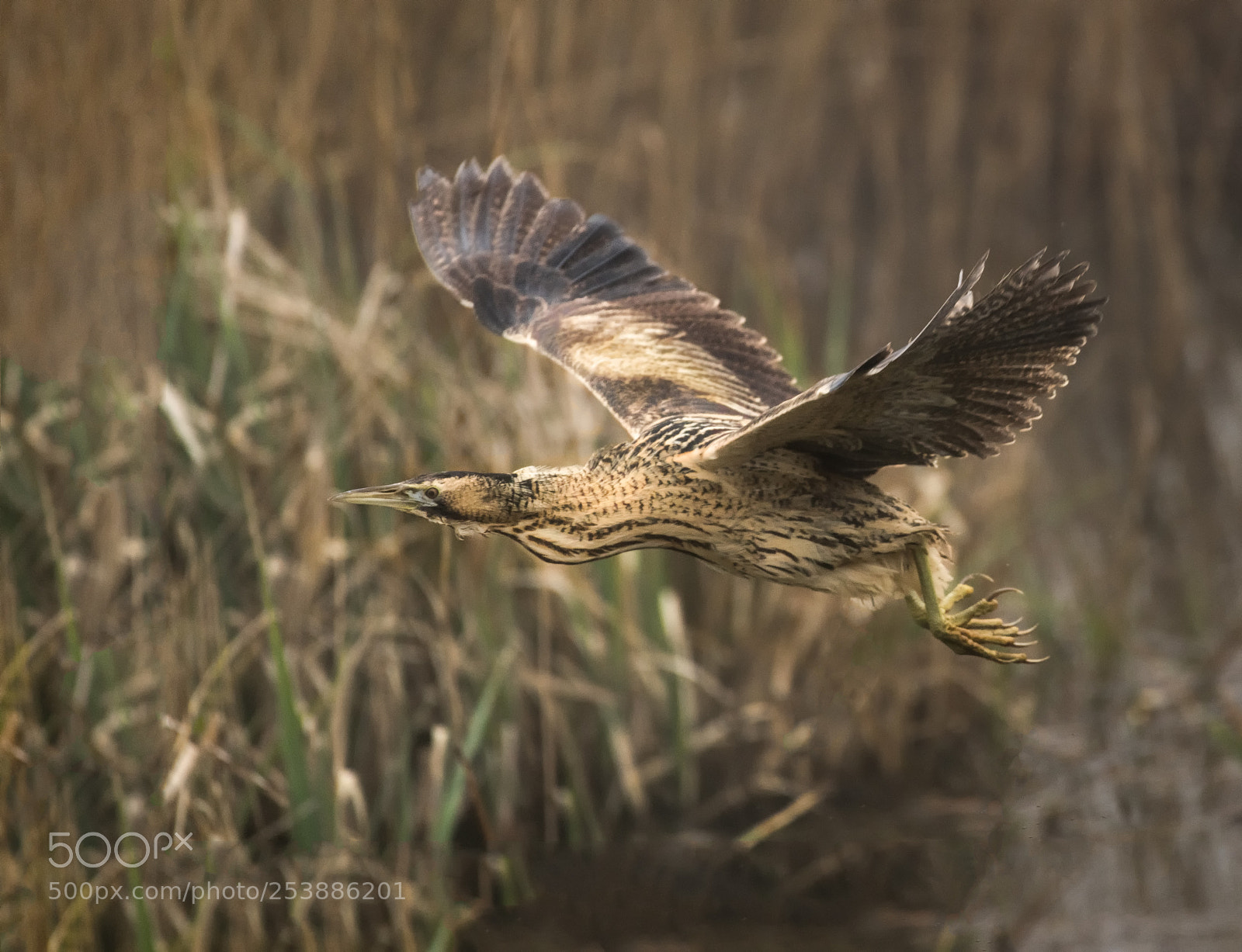 Nikon D850 sample photo. Bittern close flyby photography