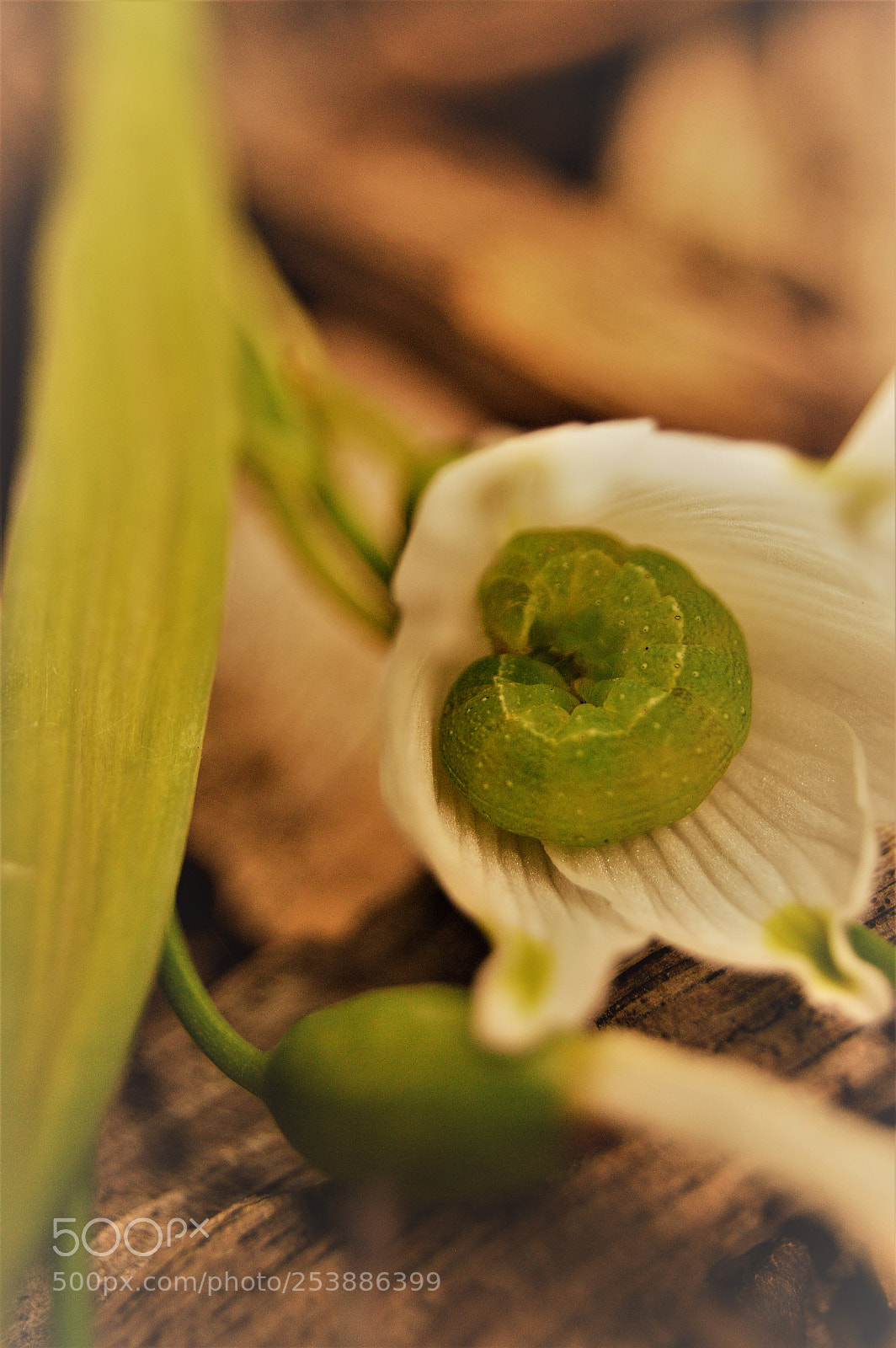 Nikon D3200 sample photo. Caterpillar photography
