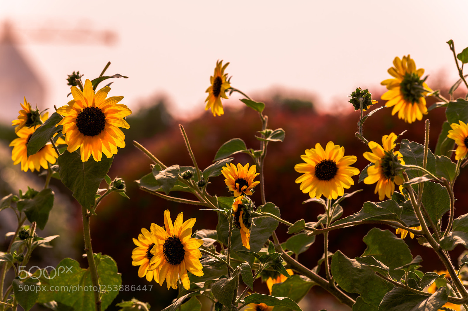 Nikon D850 sample photo. Gang cluster of sunflowers photography