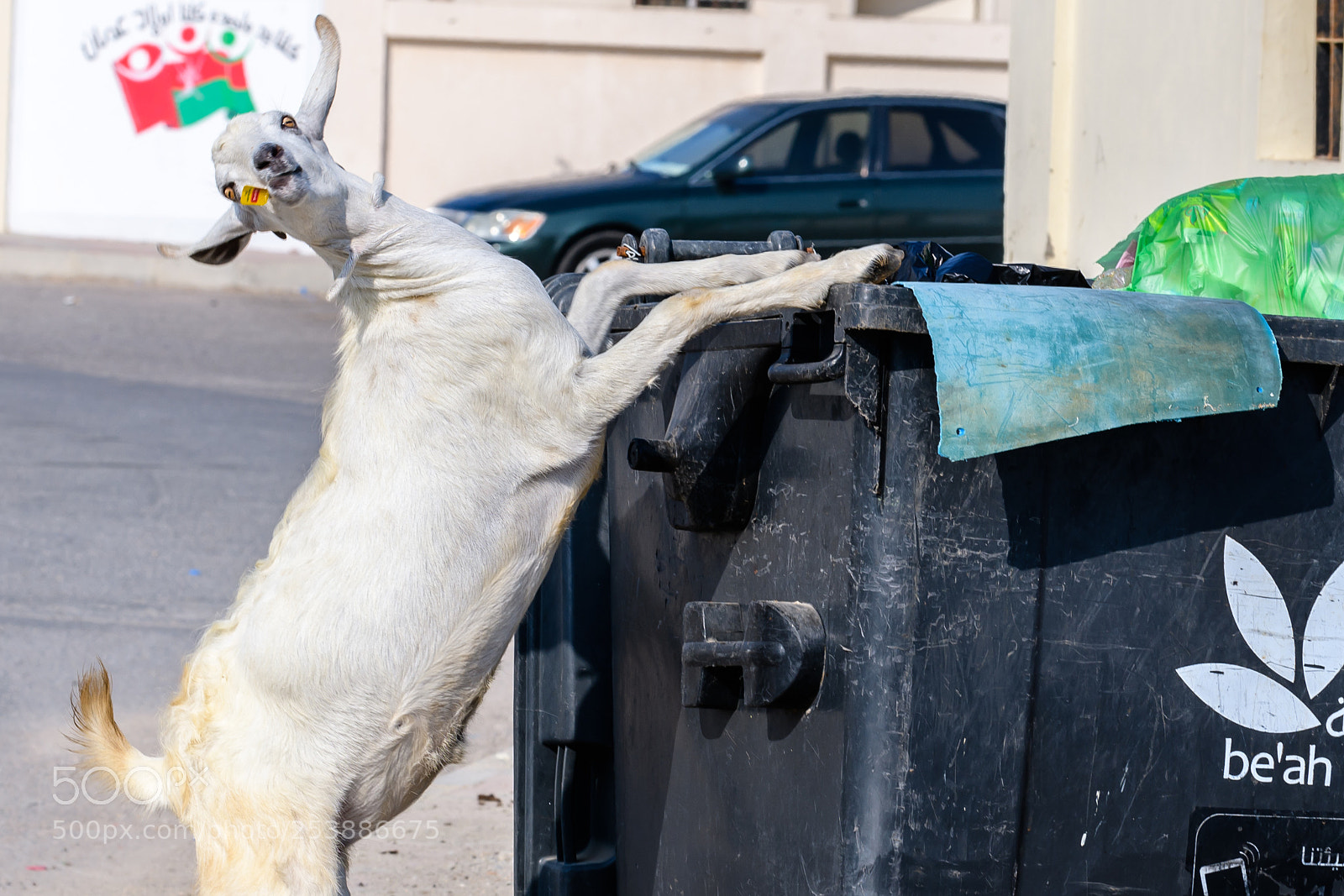 Nikon D850 sample photo. Goat dumpster portrait photography