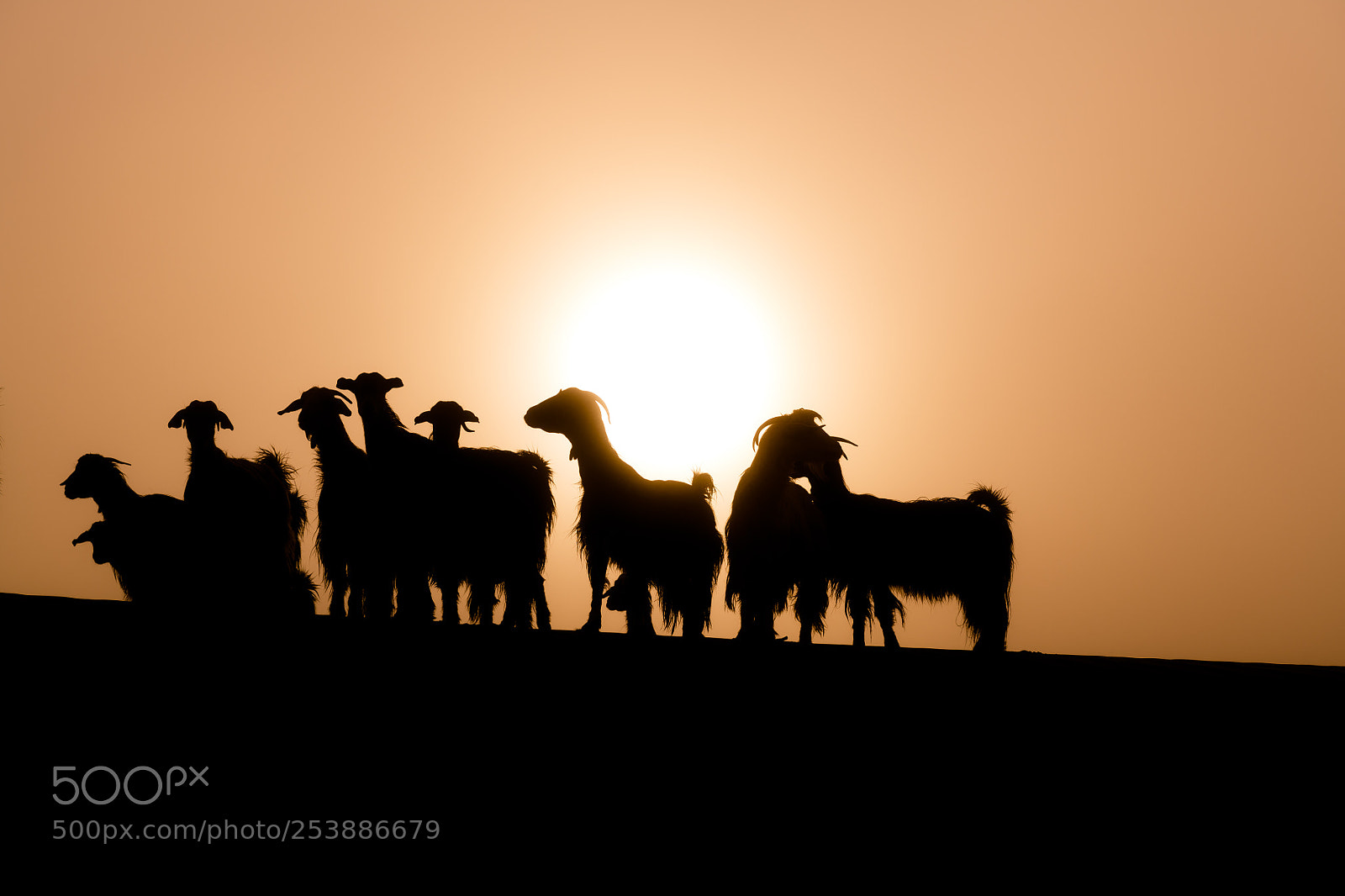 Nikon D850 sample photo. Goat herd silhouettes oman photography