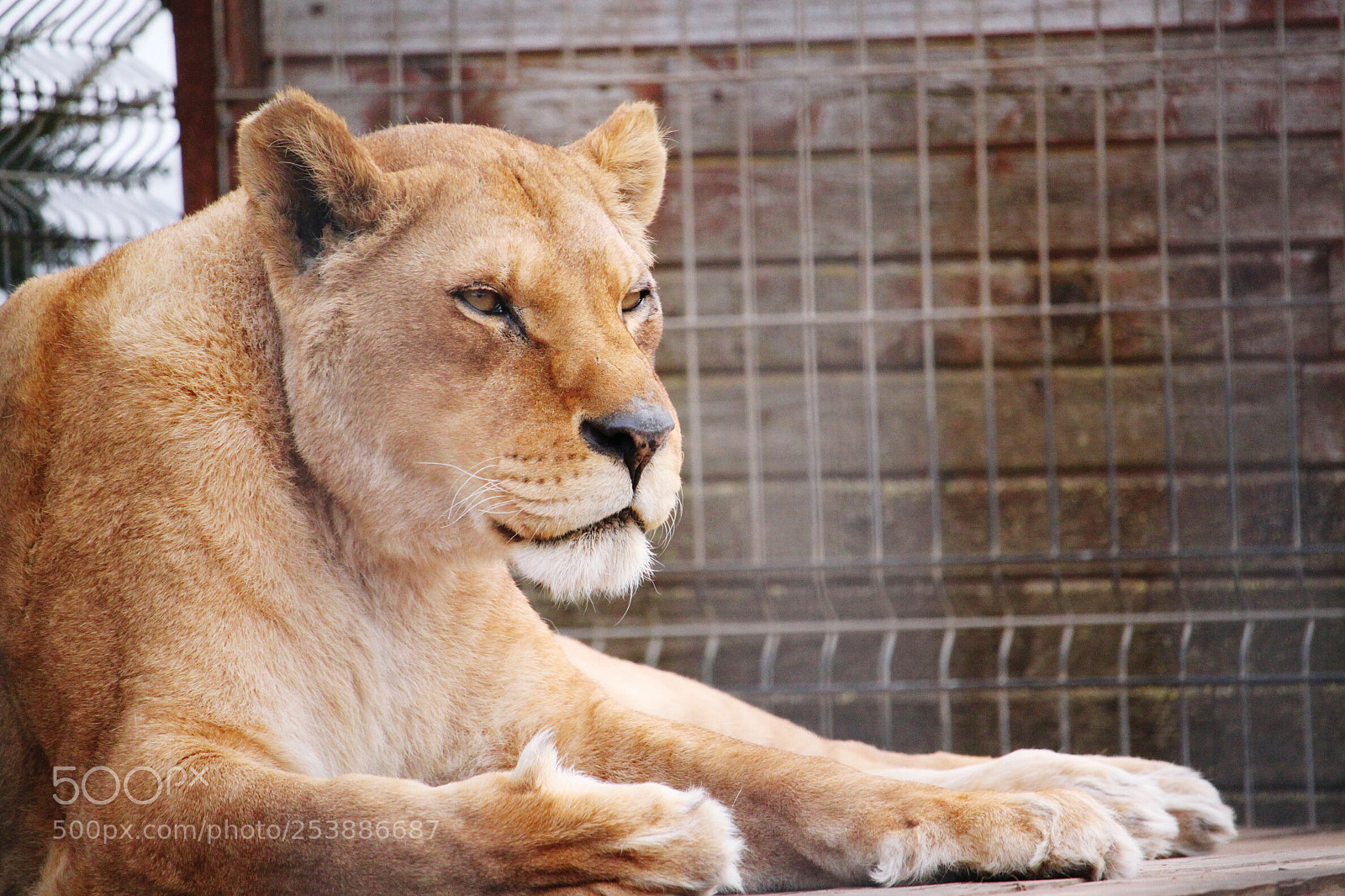 Canon EOS 500D (EOS Rebel T1i / EOS Kiss X3) sample photo. Lion photography