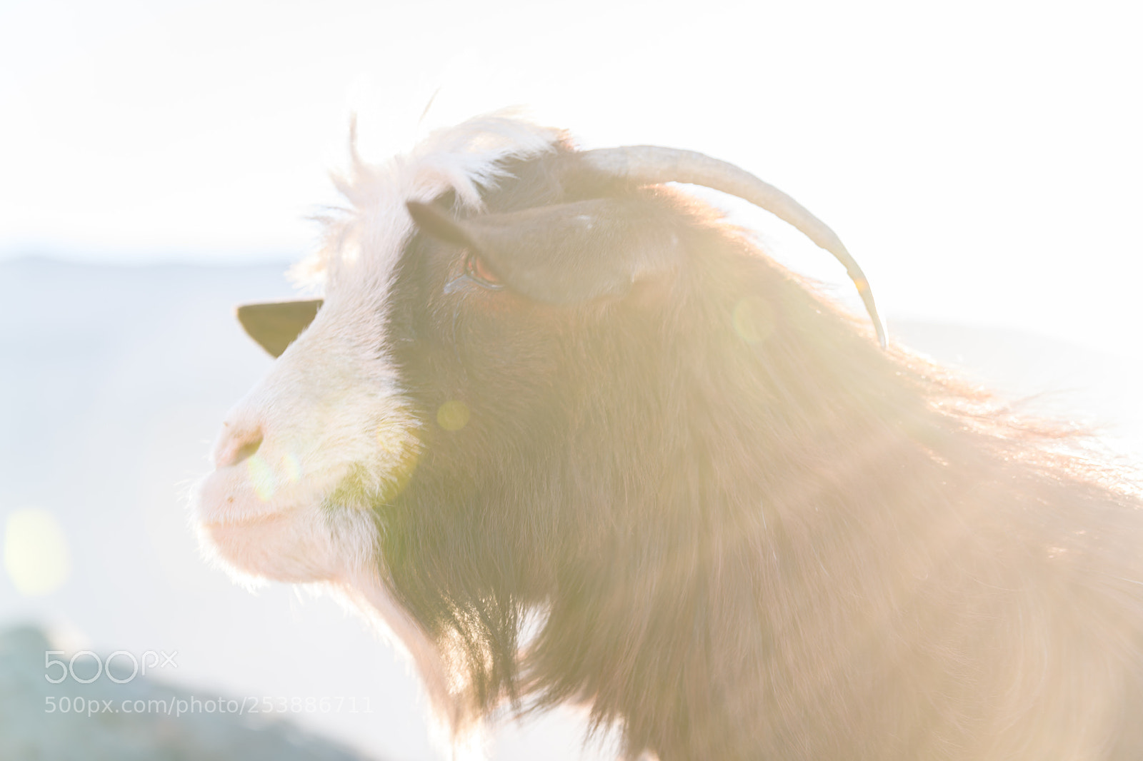 Nikon D850 sample photo. Goat portrait closeup oman photography
