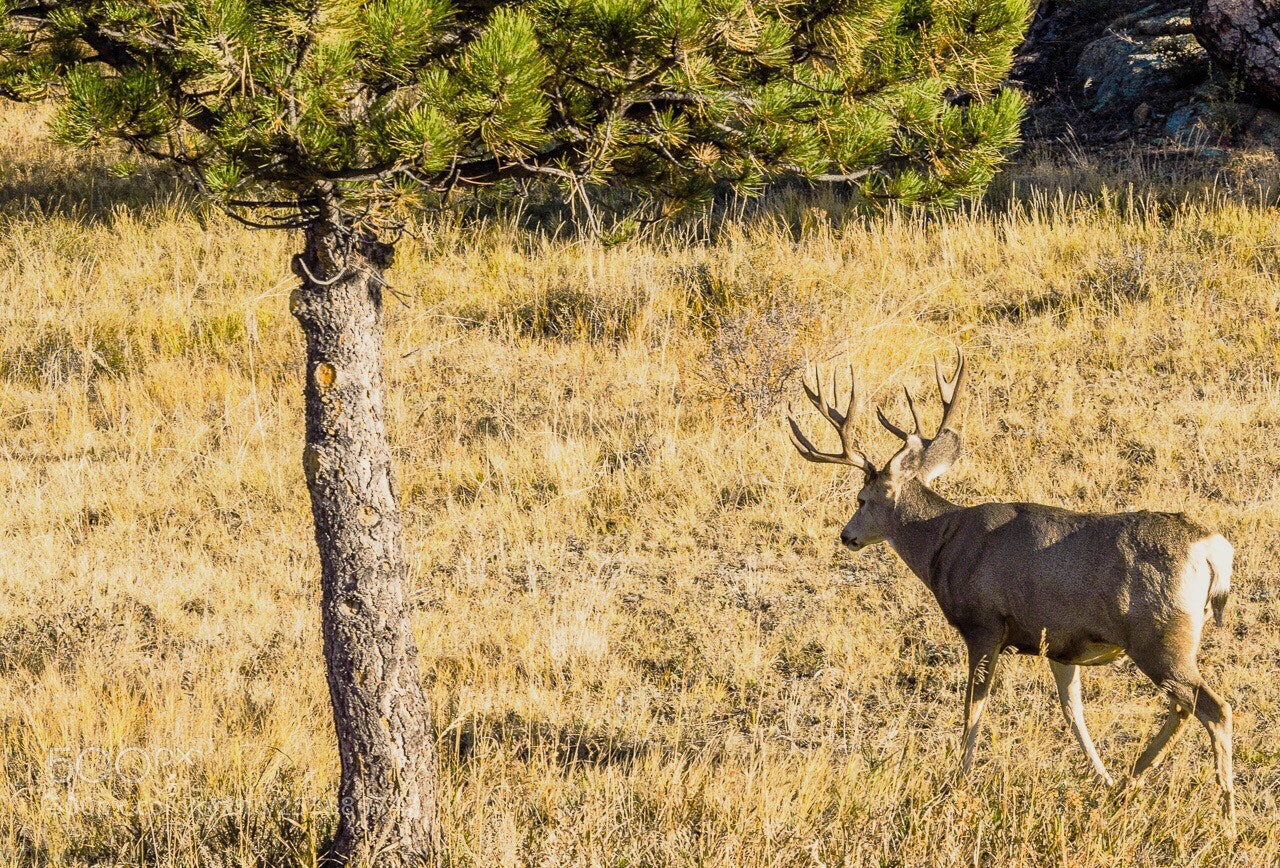Olympus OM-D E-M1 sample photo. 2017 rmnp  photography