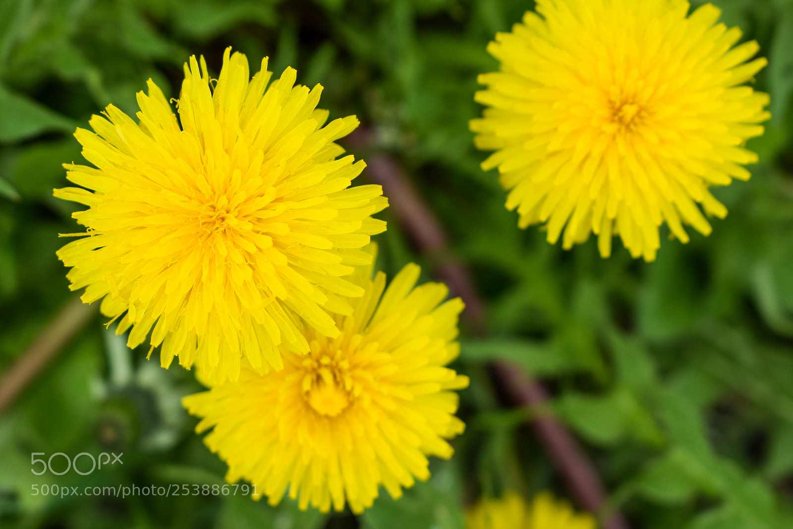 Nikon D3300 sample photo. Dandelion photography