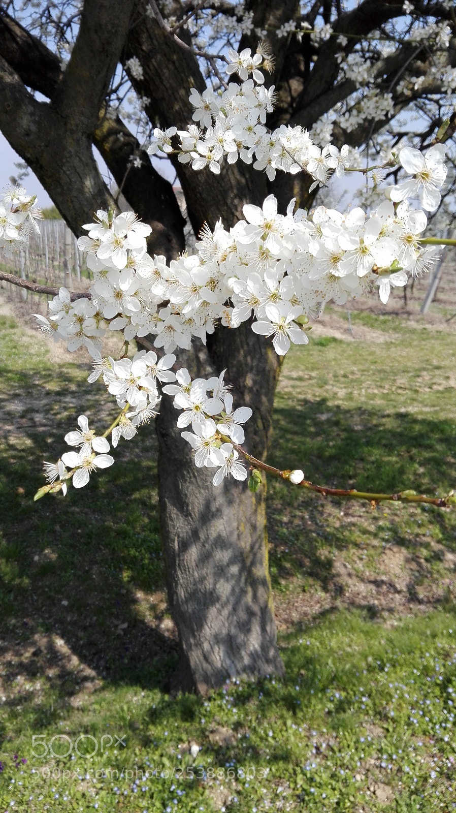 HUAWEI P8 Lite sample photo. Untitled photography