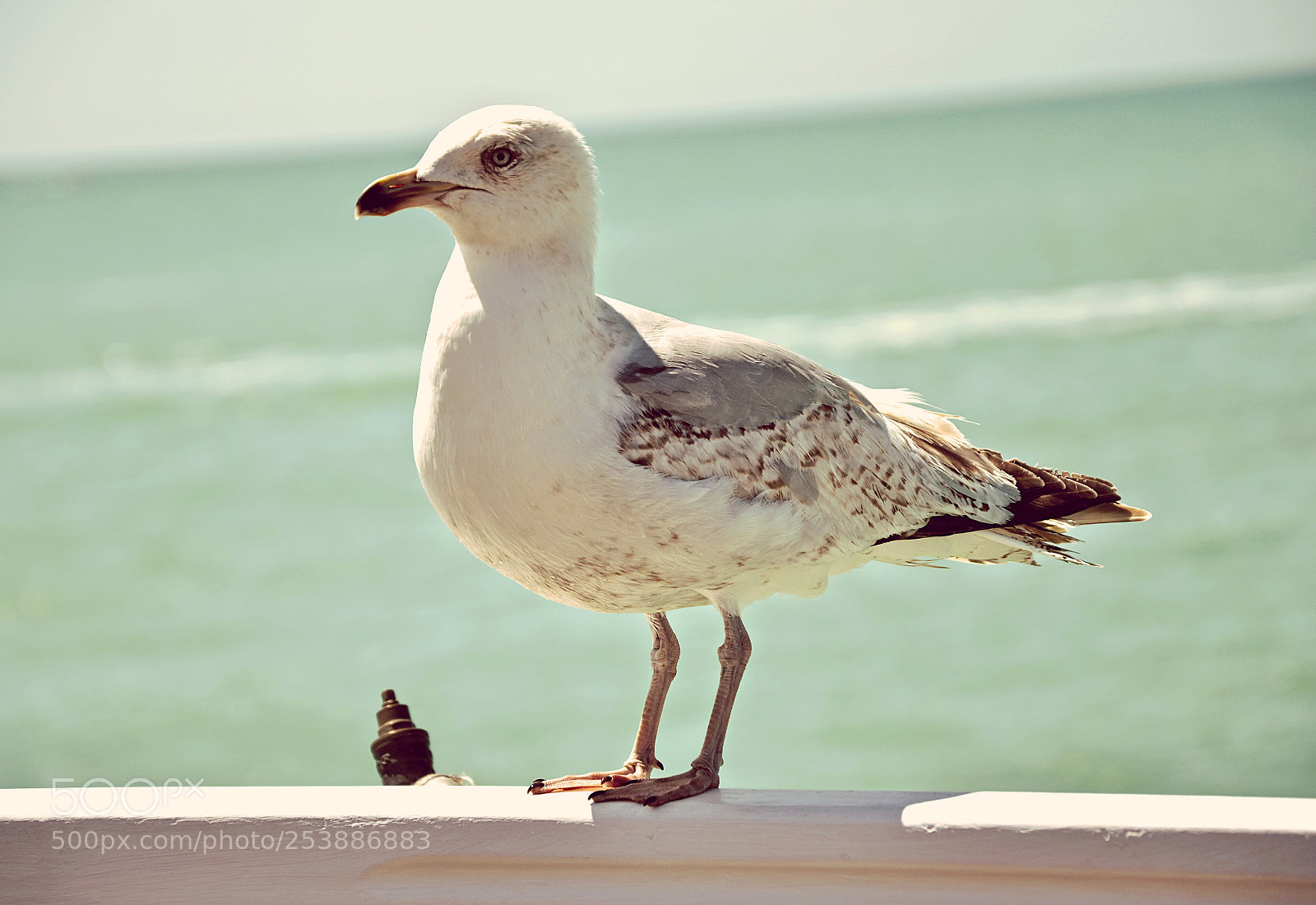Nikon D5100 sample photo. Seagull photography