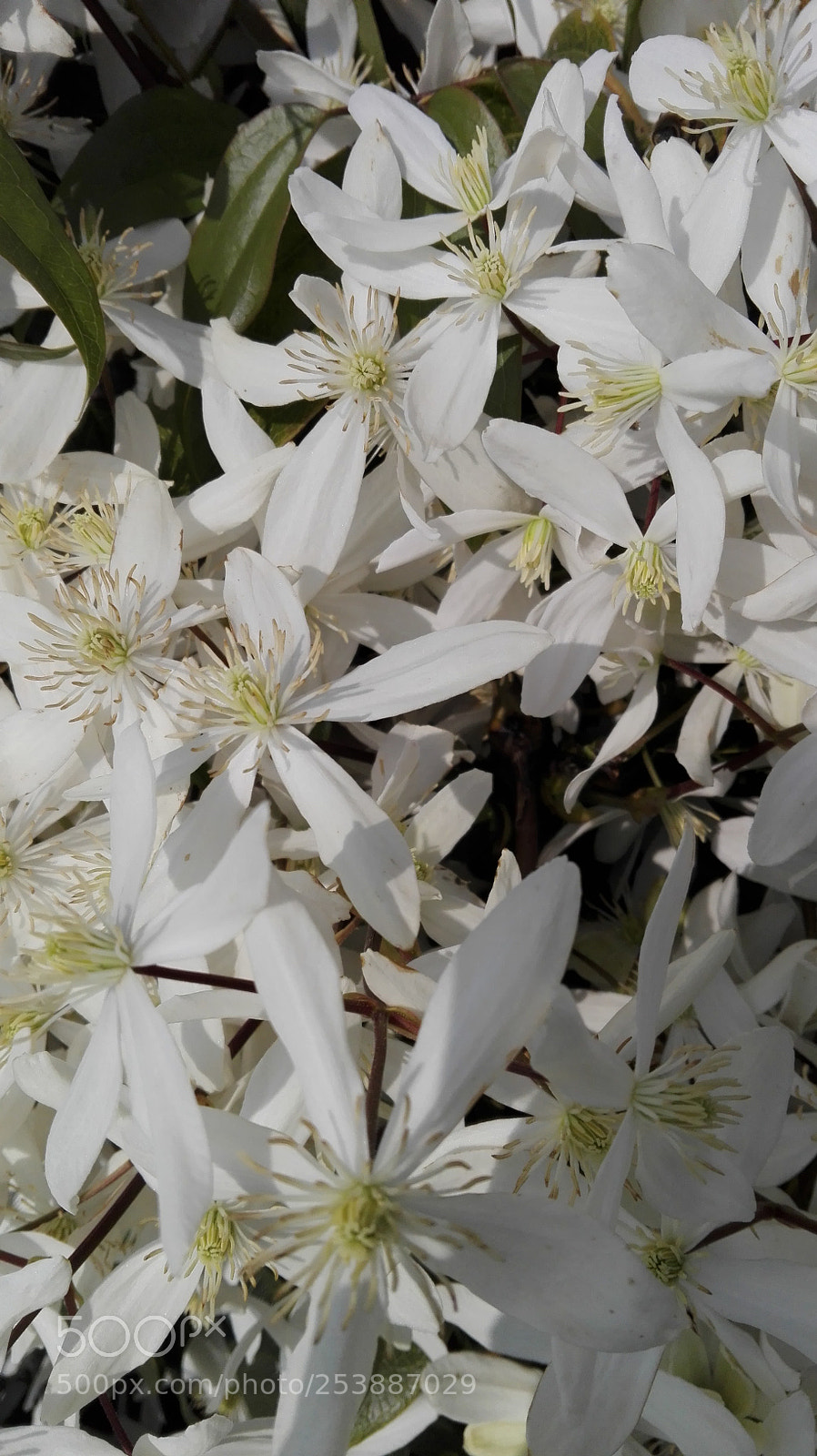 HUAWEI P8 Lite sample photo. Untitled photography