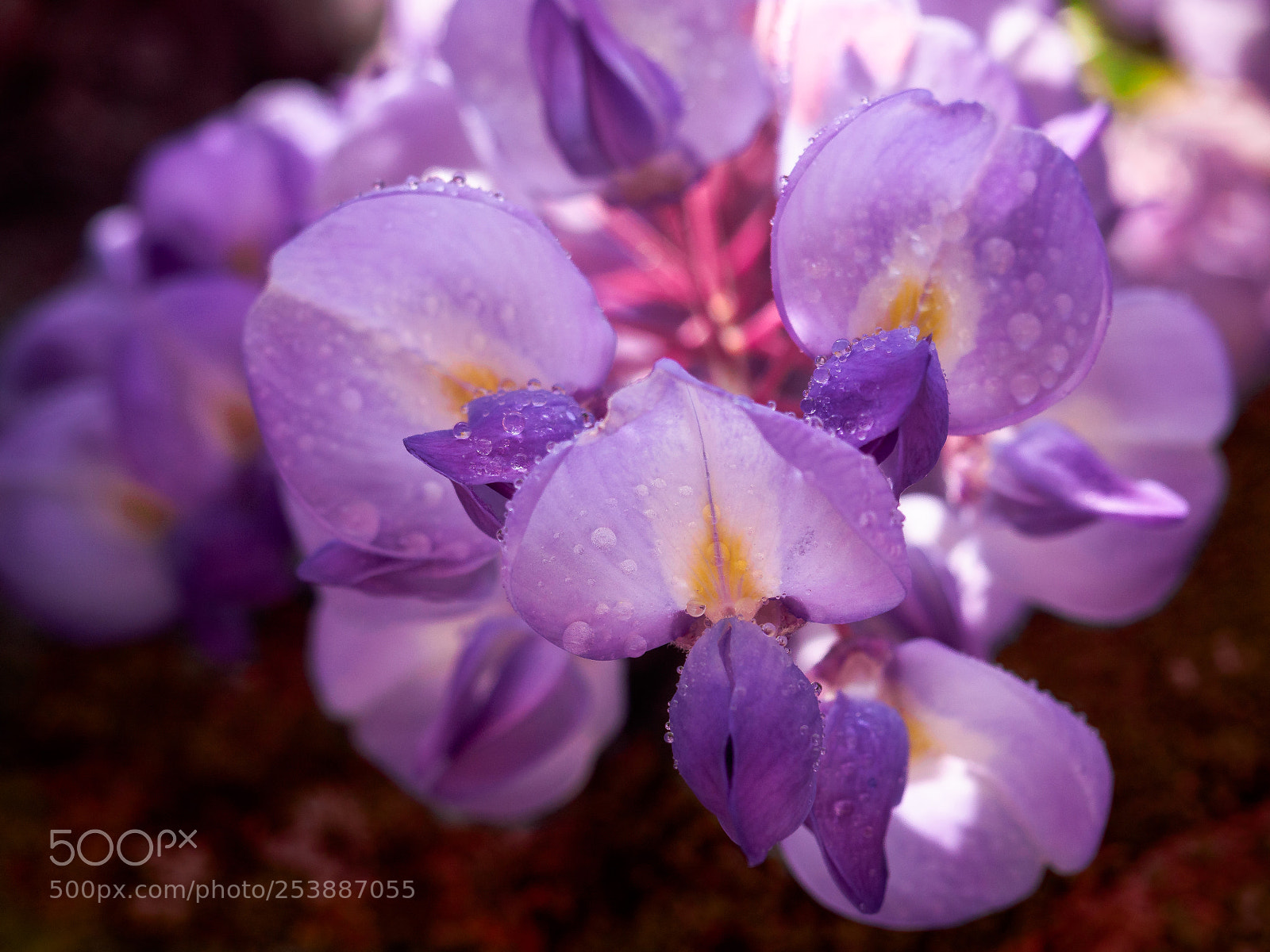 Olympus PEN E-PL6 sample photo. Wisteria photography