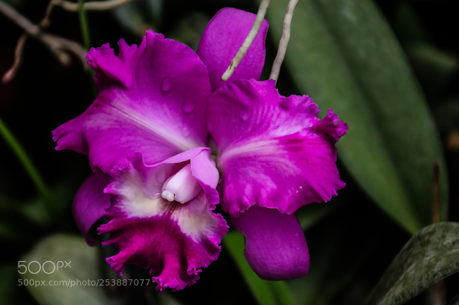 Canon EOS 5D Mark IV sample photo. Orchid photography