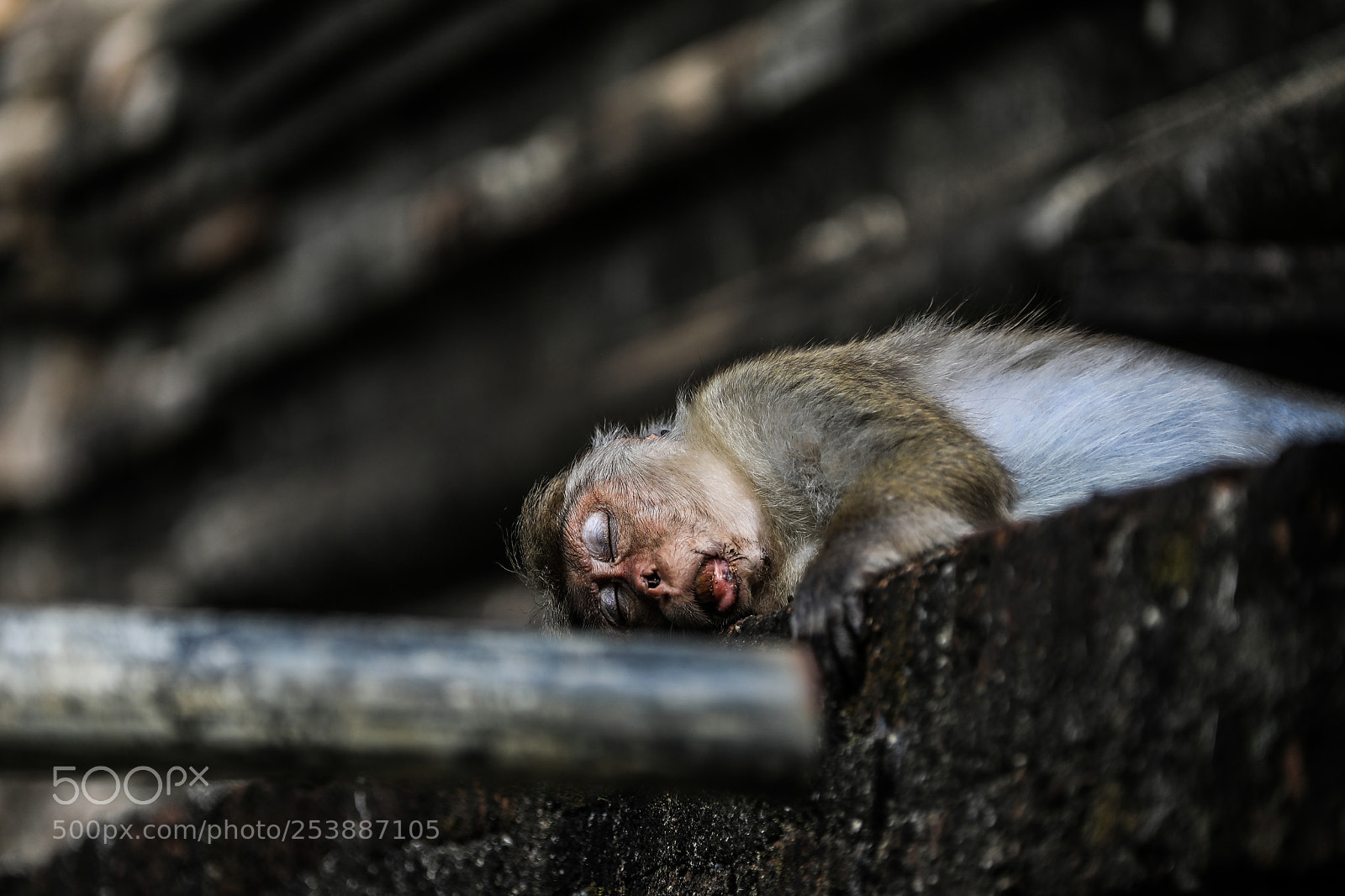 Canon EOS 5D Mark IV sample photo. Sri lanka funny monkey photography
