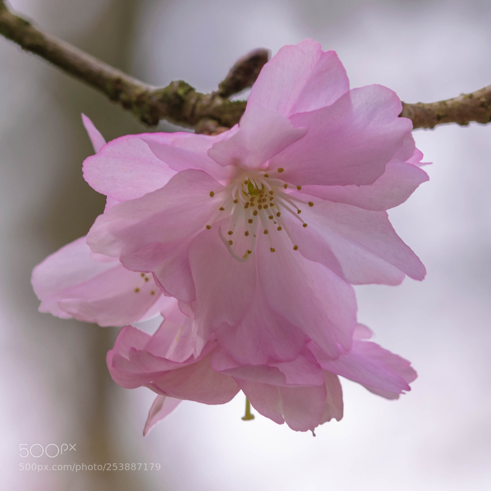 Nikon D5300 sample photo. Hanami photography