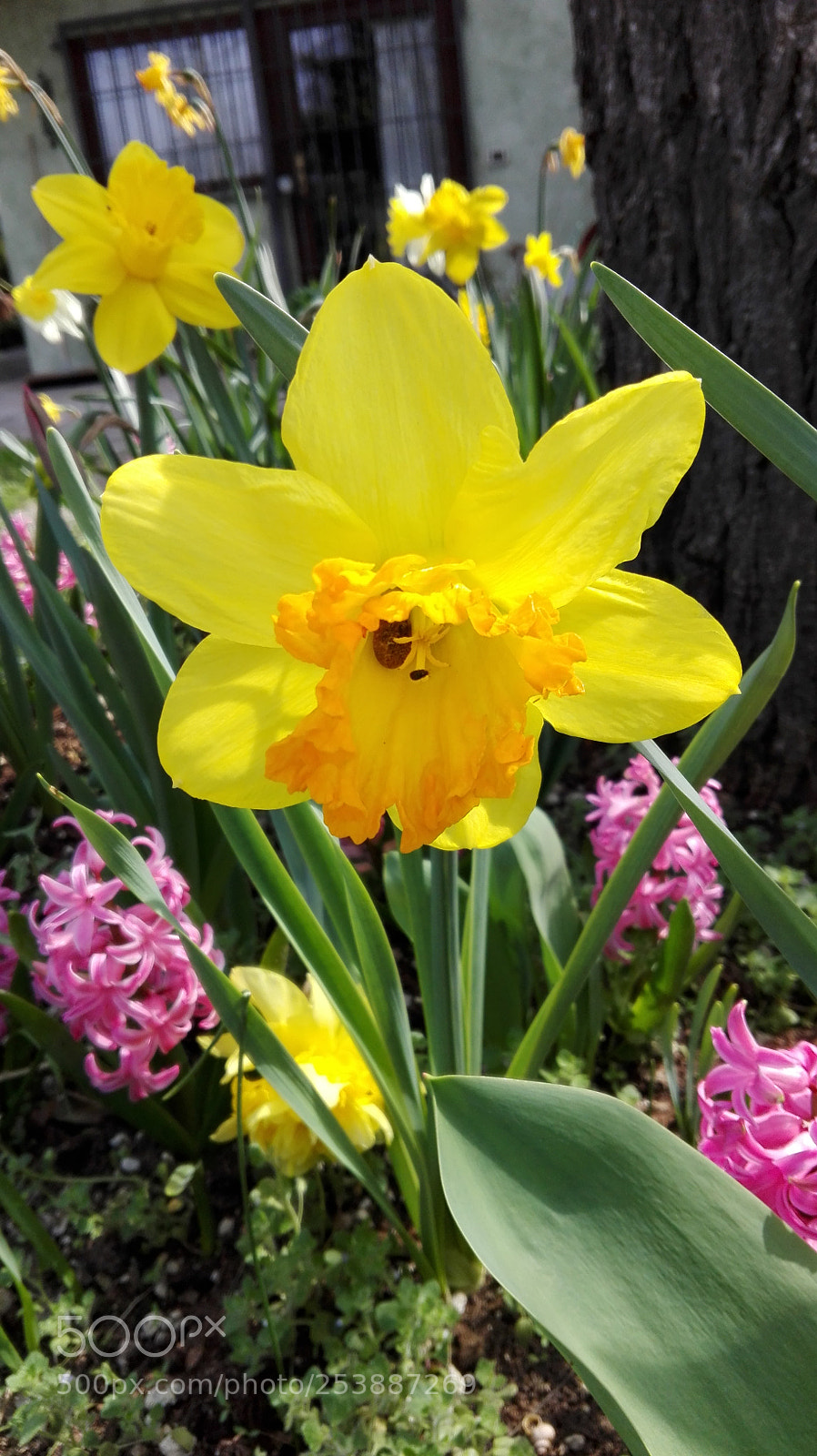 HUAWEI P8 Lite sample photo. Untitled photography