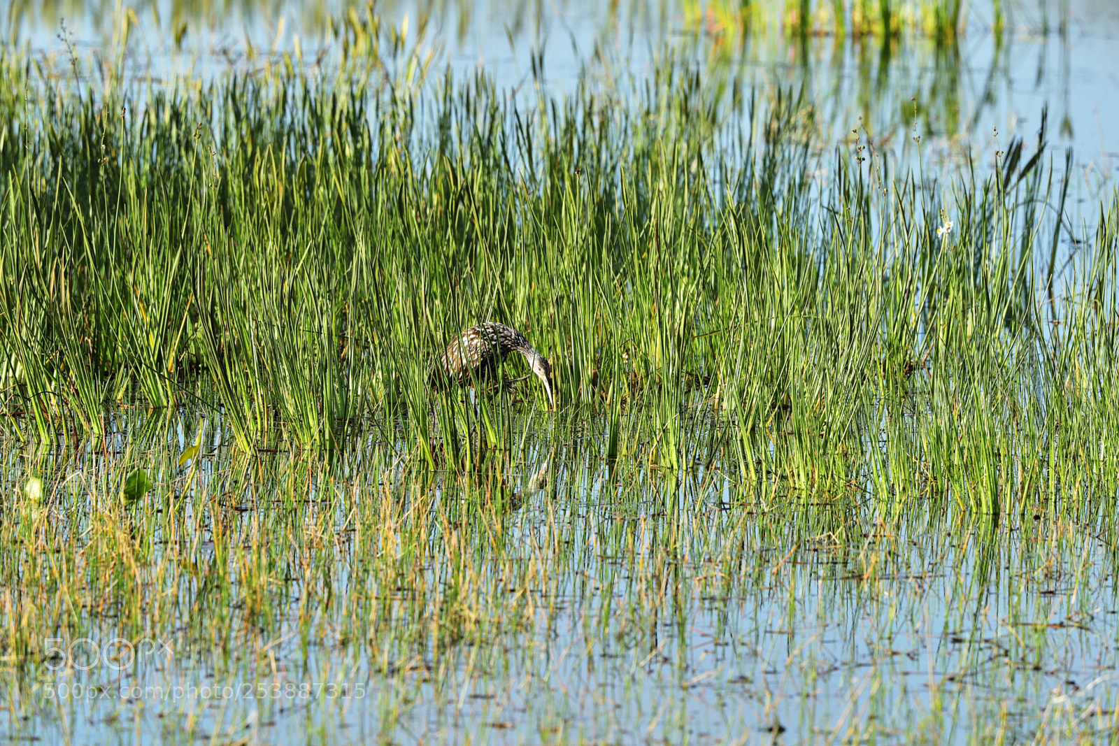 Canon EOS-1D X Mark II sample photo. 04-16-18-0013068.jpg photography
