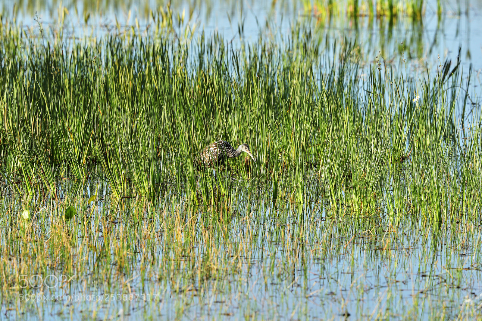 Canon EOS-1D X Mark II sample photo. 04-16-18-0013067.jpg photography