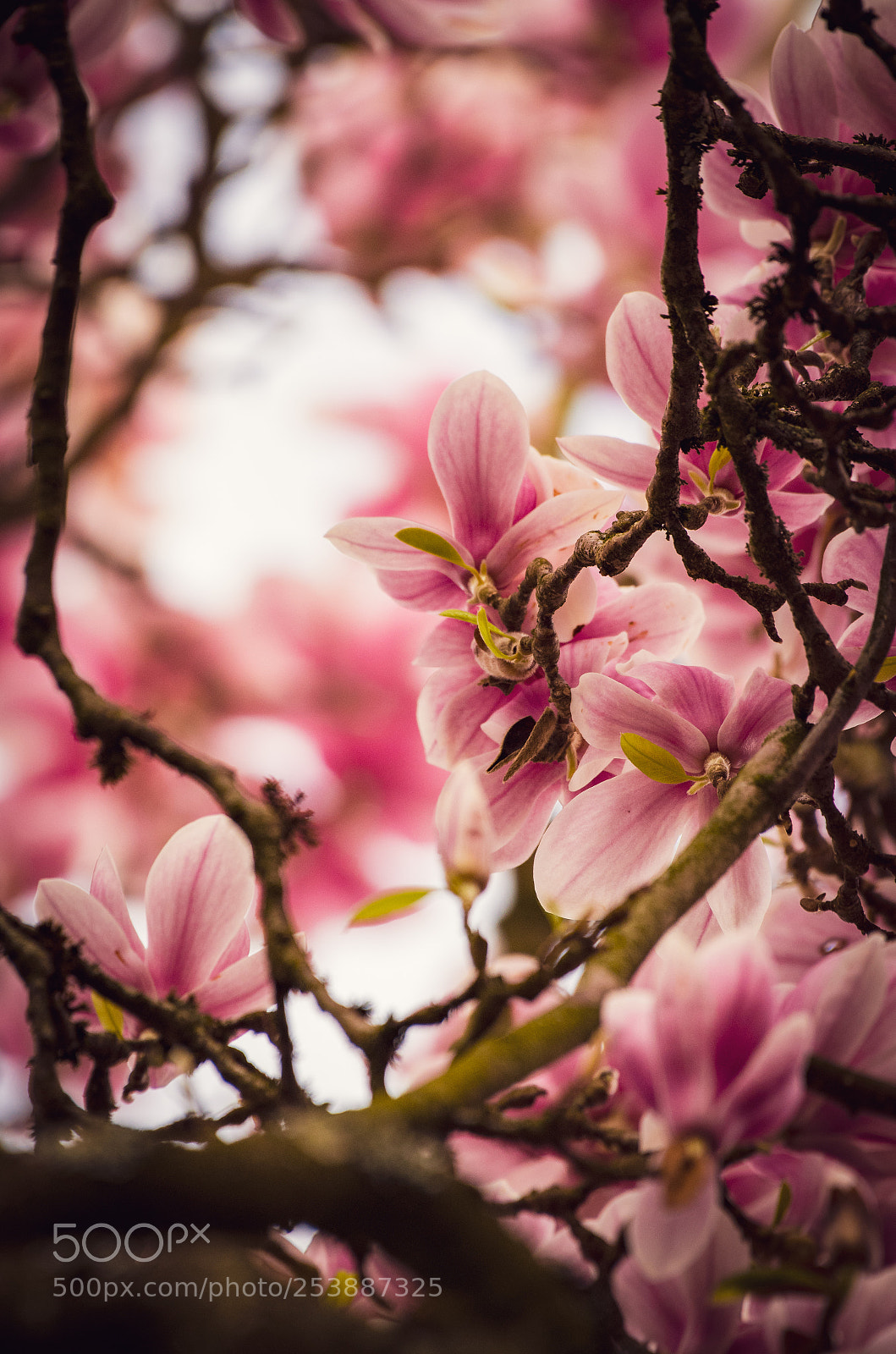 Nikon D500 sample photo. Magnolia  photography