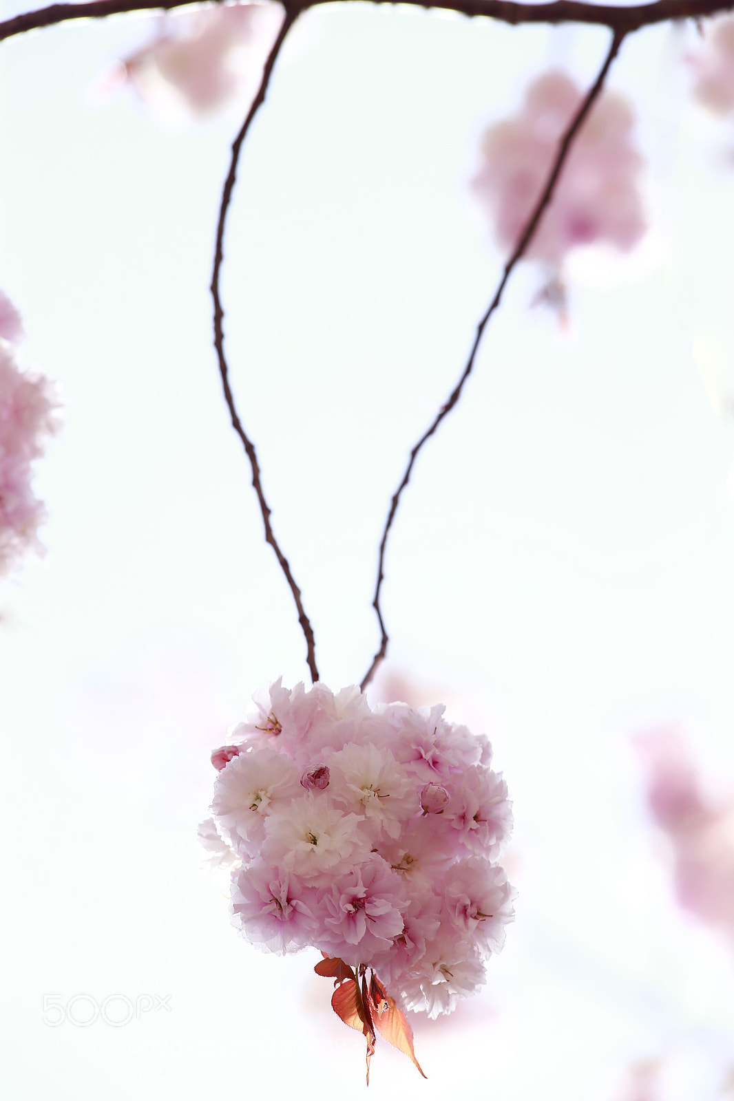 Canon EOS-1D X sample photo. Sakura photography