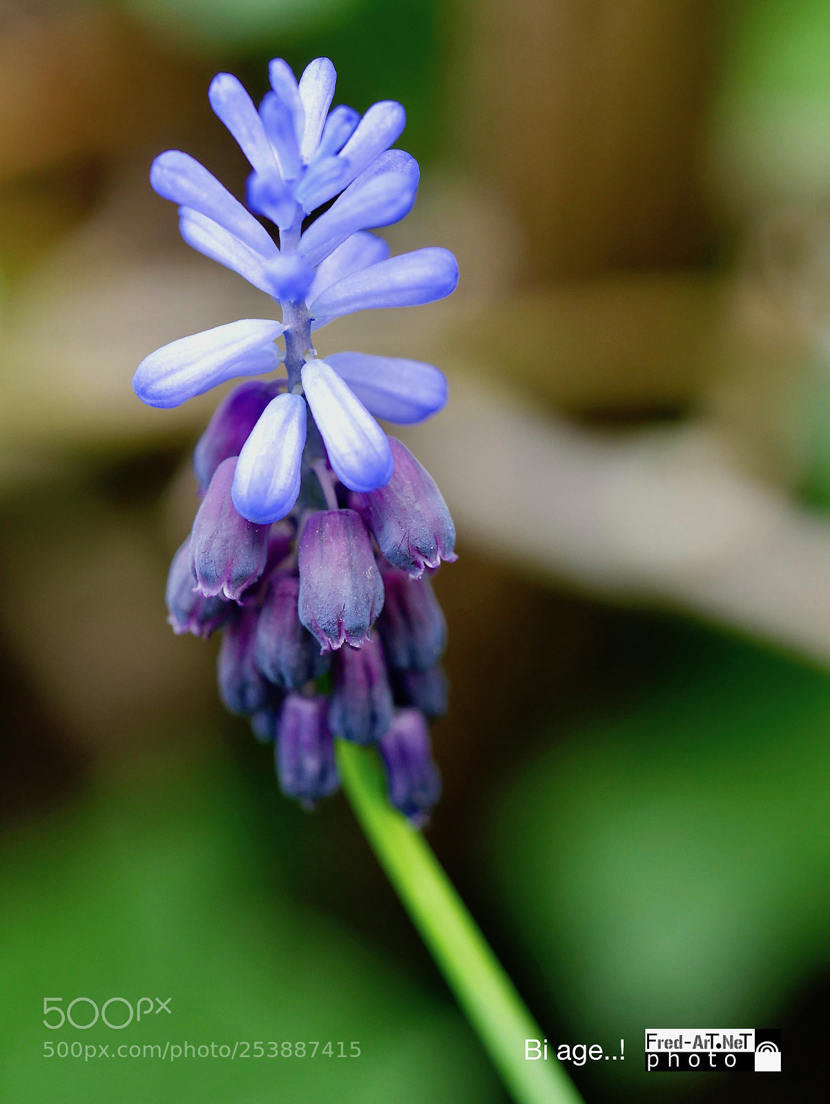 Panasonic DMC-G70 sample photo. Bi age...! photography