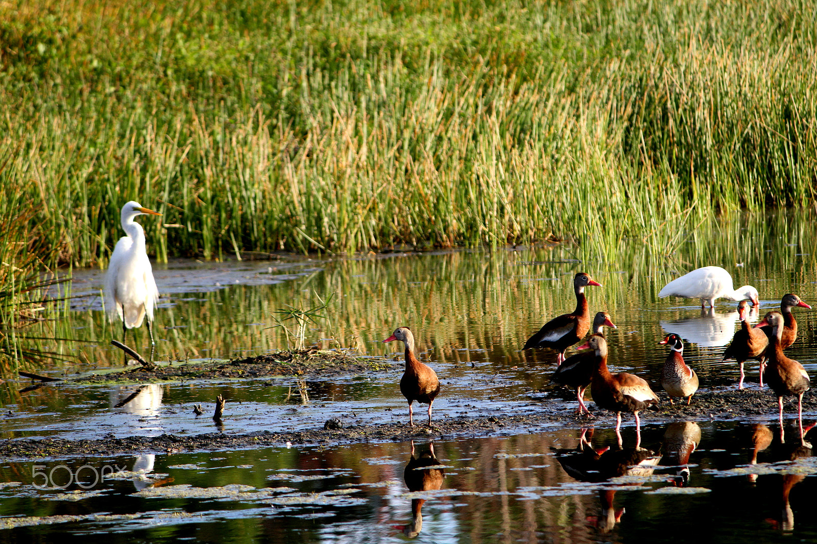 Canon EF-S 55-250mm F4-5.6 IS sample photo. Reflection of wading birds photography